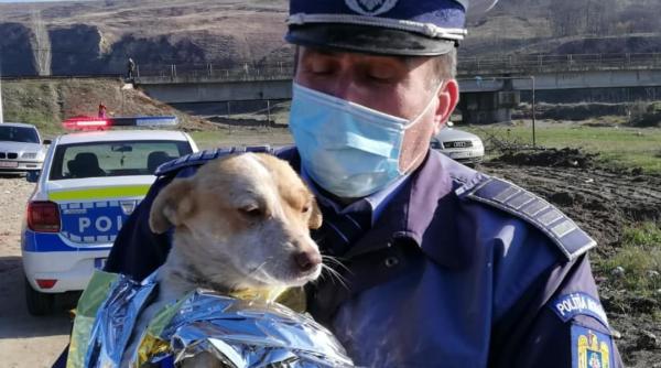 video caz revoltator in buzau un caine a fost stropit cu acetona si incendiat de catre trei copii