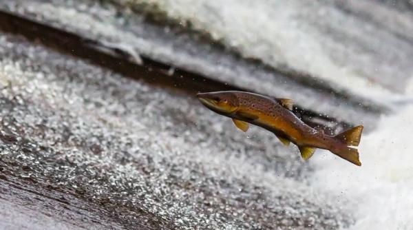 50 000 de somoni au evadat dintr o ferma  dezastru ecologic  spun activistii