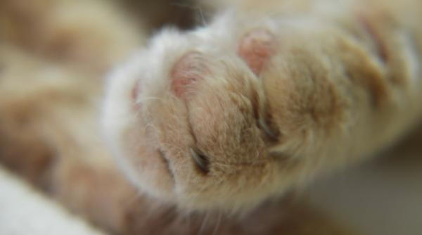 fac furori pe internet pisicile astea au innebunit instagram foto