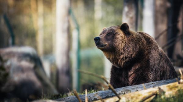 urs pe strazile din targu mures a fost trimis ro alert