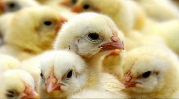 sectorul avicol din ue in alerta din cauza gripei aviare