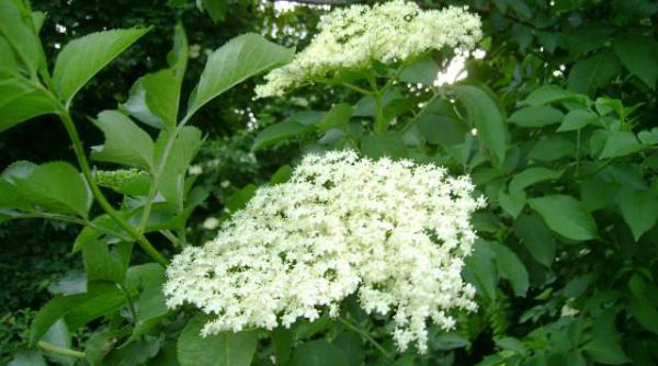 socul efecte benefice in cresterea imunitatii companiile farmaceutice il vor folosi in lupta cu covid 19