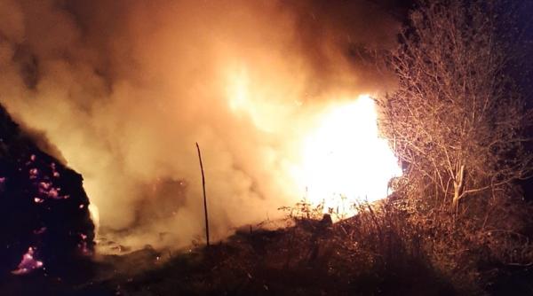 mana criminala incendiu pus intentionat la un adapost de animale noaptea trecuta