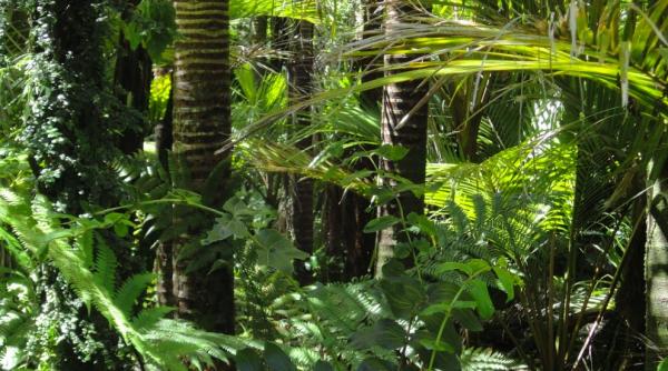 defrisarea padurii amazoniene la cel mai inalt nivel de 12 ani