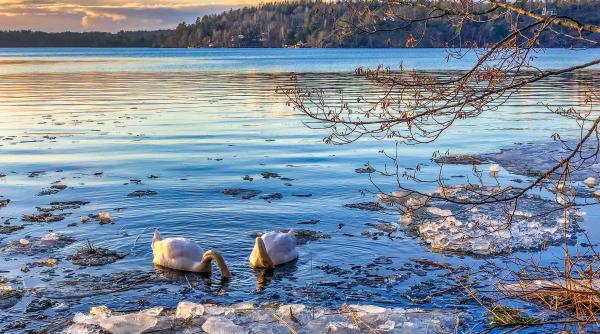 lebada prinsa intr o bucata de gheata salvata de pompieri
