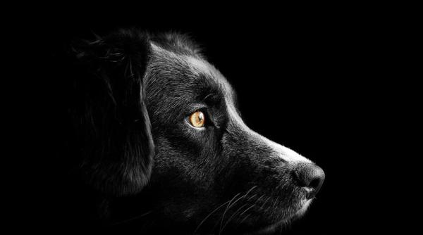 caine spanzurat in copac dupa un conflict intre vecini imagini terifiante