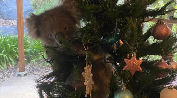 micul ajutor al mosului cum a ajuns un koala in casa unor oameni cocotat in bradul de craciun