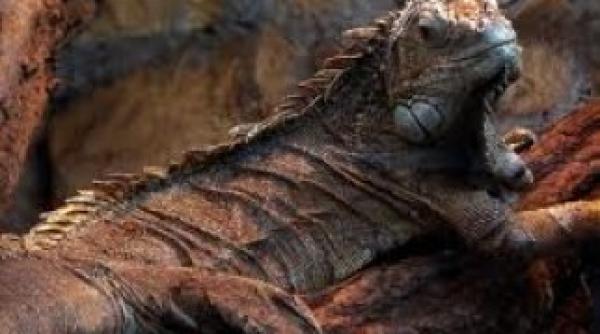 contrabanda cu reptile animalele au fost cusute de panza