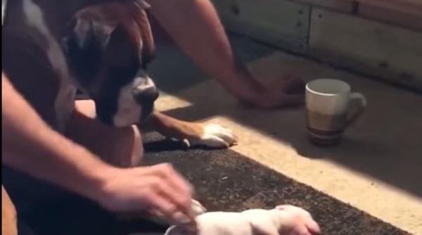 imagini emotionante pui de catel salvat cu manevre de resuscitare