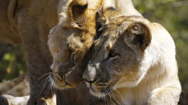 patru lei ai gradinii zoo din barcelona au covid 19 ce simptome au aparut