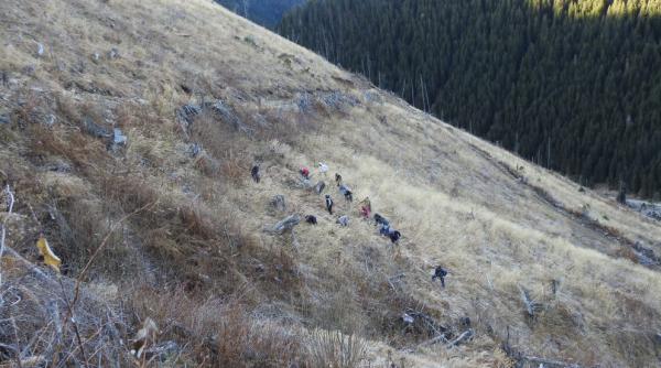in muntii fagaras padurea a cazut cu zgomot si creste in tacere