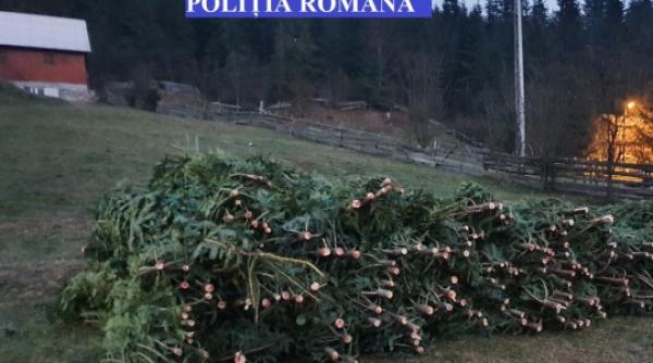 politistii din alba au confiscat sute de pomi de craciun in urma unor perchezitii