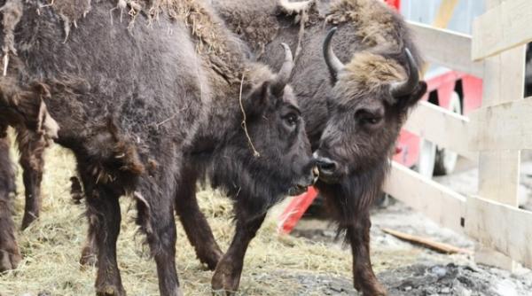 video spectaculos lupta intre zimbri surprinsa de un angajat romsilva