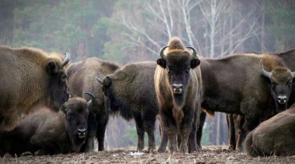 bizonul european salvat de la limita extinctiei din pacate alte specii au pierdut lupta