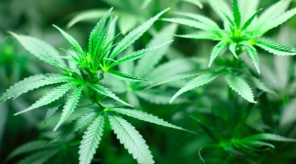 americanul care a stat cel mai mult dupa gratii pentru marijuana in ce an al secolului trecut a fost inchis