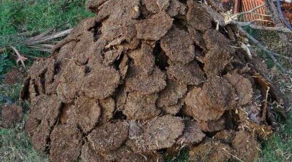 ce criza impanzea orasele acum 130 de ani abia puteai sa pasesti de el