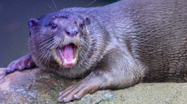 rusia testeaza un vaccin anti covid destinat animalelor domestice inclusiv nurcilor