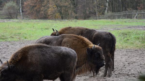 imagini cu primul pui de zimbru nascut in libertate in muntii fagaras
