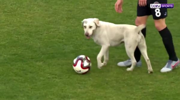 video indoisator un caine jucaus a furat mingea fotbalistilor si a intrerupt o partida de fotbal in turcia