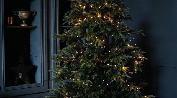 brazi de craciun motivul pentru care trebuie sa i uzi explicatia expertilor din sua