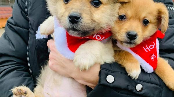 mos craciunul cateilor orfani cum i a felicitat cainele politist oscar pe confratii sai aflati la un adapost din suceava