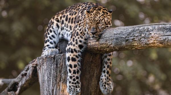 mos craciun vine si pentru animalele de la zoo unde se intampla