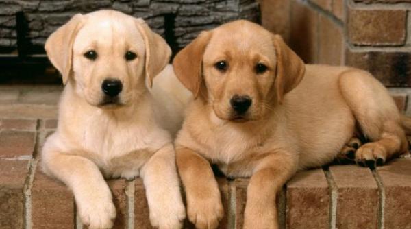 video un tanar din bucuresti a abandonat trei catei in fata unei clinici veterinare draga vecinule stim ca esti din zona si ca nu ai somn