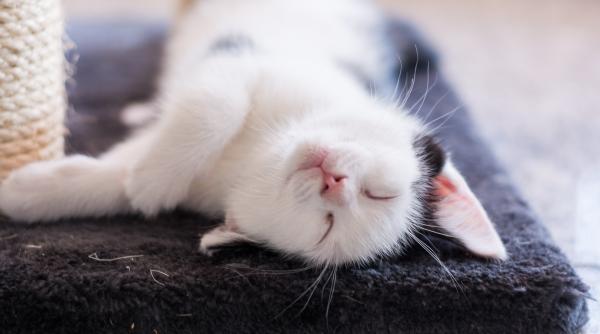 o pisica a devenit vedeta in rusia dupa ce a fost salvata miraculos de la moarte