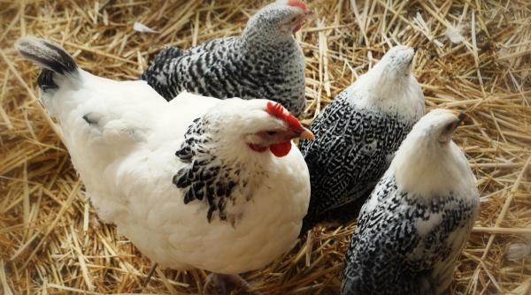 fulgii de gaina sunt transformati in alimente comestibile din carne artificiala