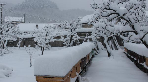 anm avertizare meteo cod galben de ninsori si intensificari ale vantului valabile pana luni 28 decembrie