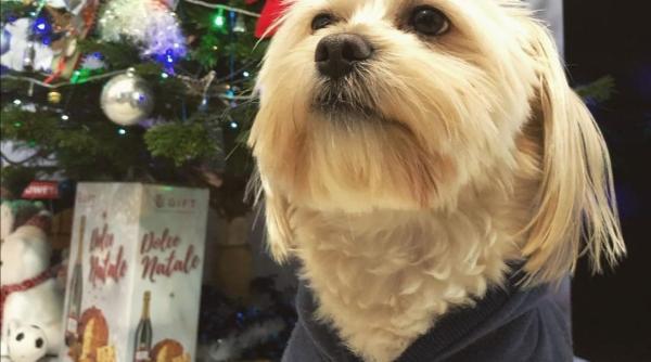 cainii si petardele de revelion 2021 trucuri tari pentru ca animalele sa nu se mai sperie