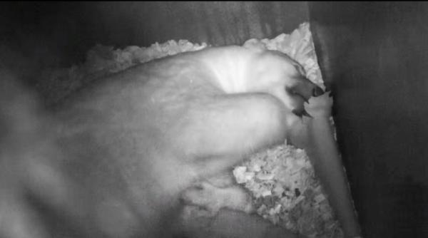 premiera in franta un pui de urs polar s a nascut la gradina zoo din mulhouse