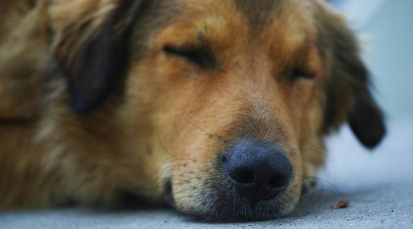 amenda de 8000 de euro pentru o femeie care si a abandonat cainele