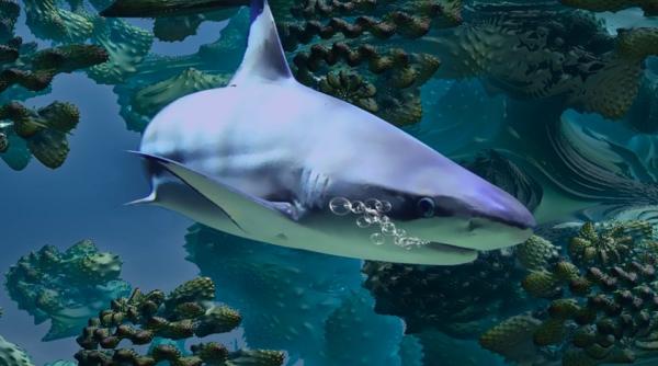 un rechin a ucis o femeie in noua zeelanda incident foarte rar