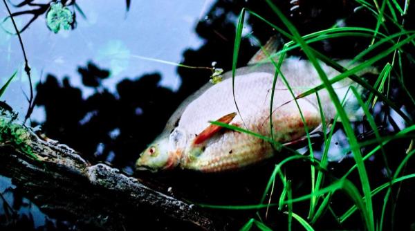 bancuri de pesti morti pe plajele lacului victoria ugandezii instruiti sa nu manance pestii