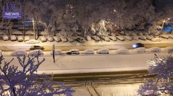 pisica noua moda la deszapezire berlioz ajutor la ipj cluj s a uitat ca mata n calendar foto adorabila