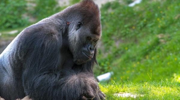 doua gorile de la o gradina zoologica din california au covid 19 au fost plasate in carantina impreuna video
