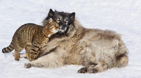 mafia crescatorilor neautorizati de caini si pisici tudor tim ionescu avertisment crescatorii neautorizati aspectele de care trebuie sa se tina cont