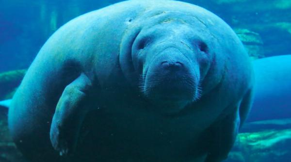 un lamantin a fost gasit cu numele lui trump zgariat pe spate animalul subacvatic este pe cale de disparitie