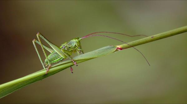 consumul de insecte avizat de autoritatea europeana pentru siguranta alimentara
