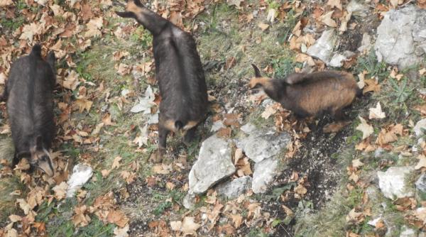 imagini greu de surprins de turisti  caprele negre din parcul natural bucegi