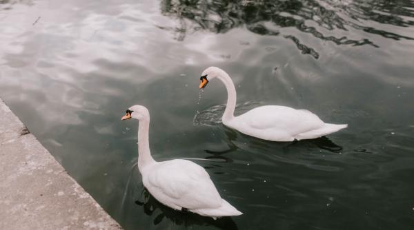gripa aviara depistata in constanta si tulcea autoritatile in alerta mai multe lebede au fost gasite moarte