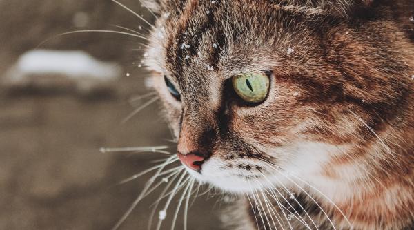 iarna pe placul felinelor cele mai frumoase imagini cu pisici in zapada galerie foto