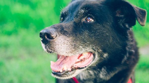 mancare pentru caini rechemata de producator dupa moartea a 70 de animale de companie si imbolnavirea a altor 80 de patrupede