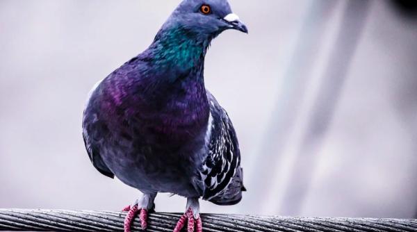 un porumbel a ajuns din sua in australia unde a incalcat carantina si va fi eutanasiat