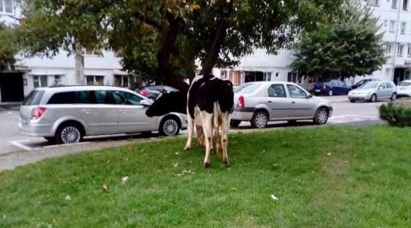 vacile umbla in voie pe strazile primei capitale a tarii romanesti  campulung muscel