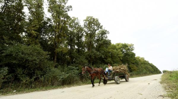 arges un barbat s a accidentat grav dupa ce a cazut din caruta atelajul era plin de lemne