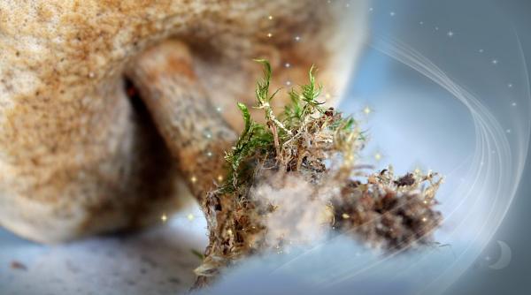 un barbat a ajuns la spital dupa ce i au crescut ciuperci halucinogene in sange explicatia