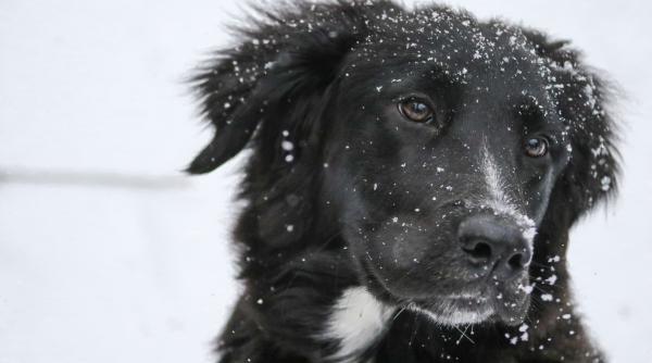 iarna pe placul cateilor cei mai frumosi blanosi in zapada galerie foto