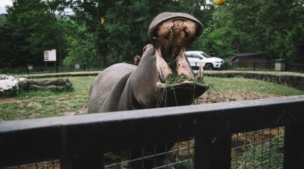 hipopotamii lui pablo escobar s au inmultit necontrolat in columbia expertii cer uciderea lor